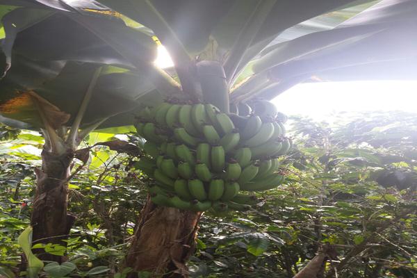 SE VENDE FINCA DE GRAN PRODUCCIÓN EN LA VEREDA EL DIAMANTE