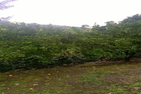FENICIA SE VENDE FINCA DE PRODUCCIÓN
