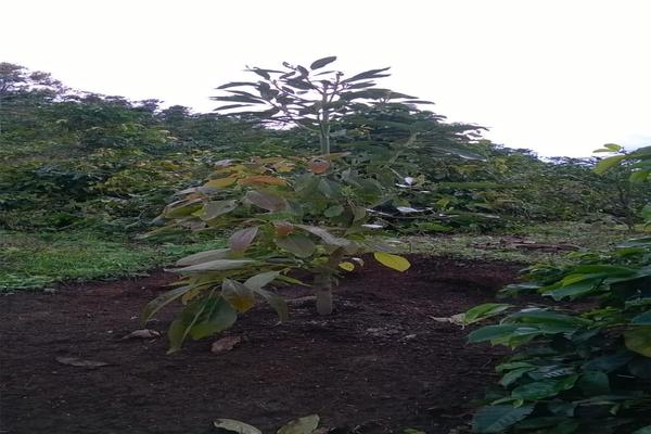 FENICIA SE VENDE FINCA DE PRODUCCIÓN