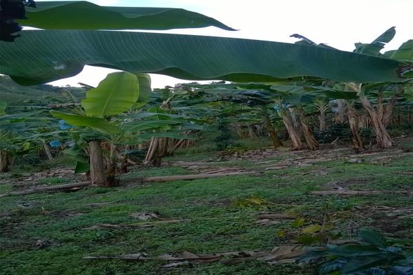 FENICIA SE VENDE FINCA DE PRODUCCIÓN