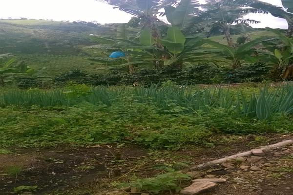 FENICIA SE VENDE FINCA DE PRODUCCIÓN