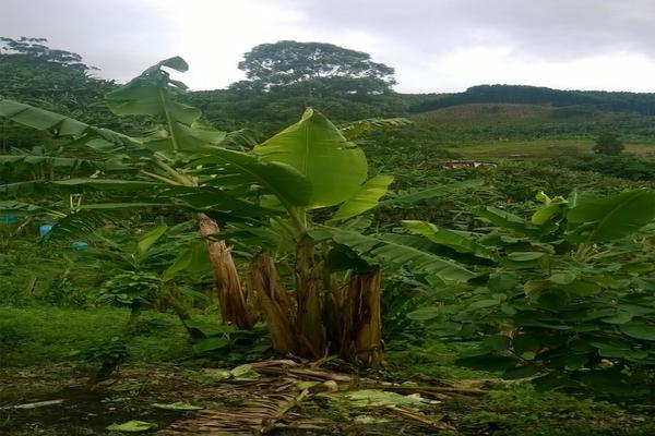 FENICIA SE VENDE FINCA DE PRODUCCIÓN
