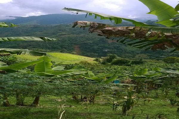 FENICIA SE VENDE FINCA DE PRODUCCIÓN