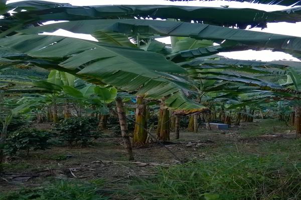 FENICIA SE VENDE FINCA DE PRODUCCIÓN