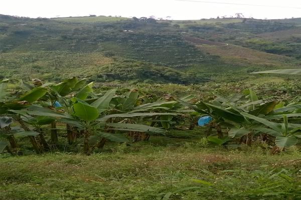 FENICIA SE VENDE FINCA DE PRODUCCIÓN